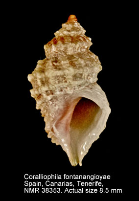 Coralliophila fontanangioyae (2).jpg - Coralliophila fontanangioyaeSmriglio & Mariottini,2000